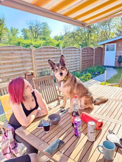 Foto-Challenge: Der unschuldige Hund:"Ich war's nicht!"-Beitrag-Bild