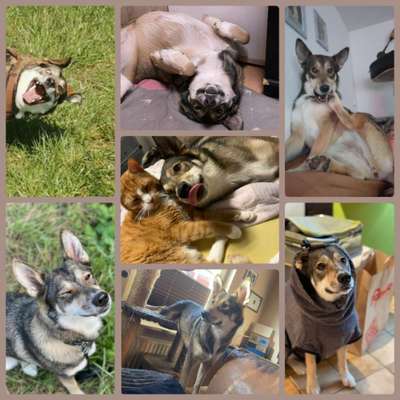 20. Collagen Challenge - "Lustige Schnappschüsse"-Beitrag-Bild