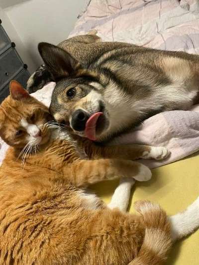 Hundebilder-Beitrag-Bild