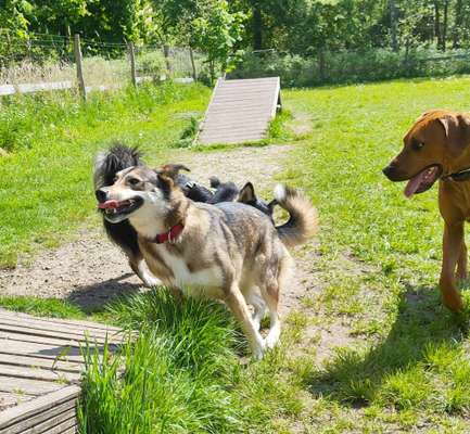 52. Collagenchallenge: Dein Hund im Sonnenschein-Beitrag-Bild