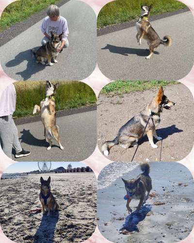 43. Collage Challenge - Schattenspiele-Beitrag-Bild