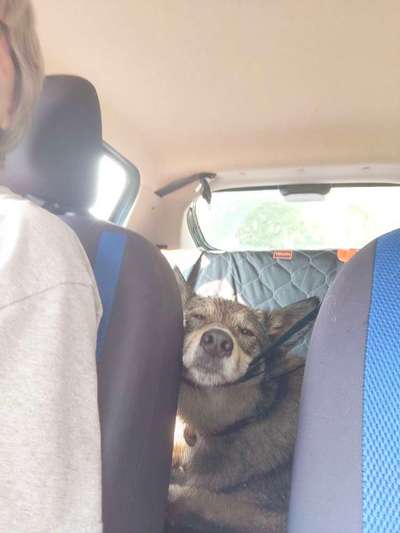 Dogorama Photo Challenge - Durchblick-Beitrag-Bild