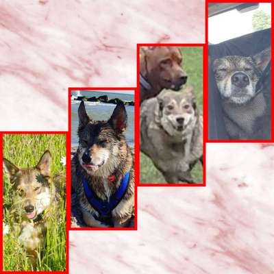 Zeige den lustigsten Blick deines Hundes-Beitrag-Bild