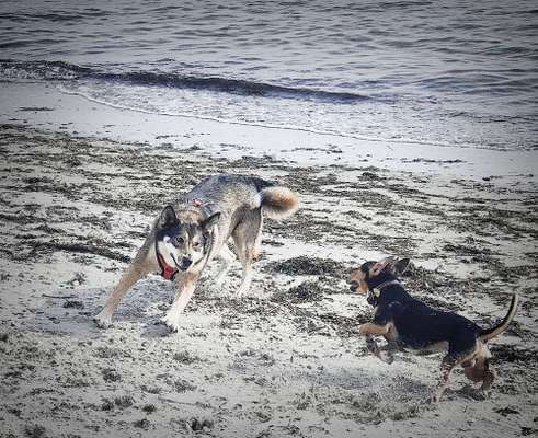 Dogorama Photo Challenge - Hunde in Action-Beitrag-Bild