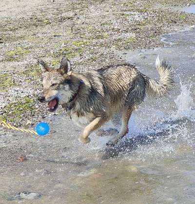 60. Handy Fotochallenge  -gleich schnapp ich es--Beitrag-Bild