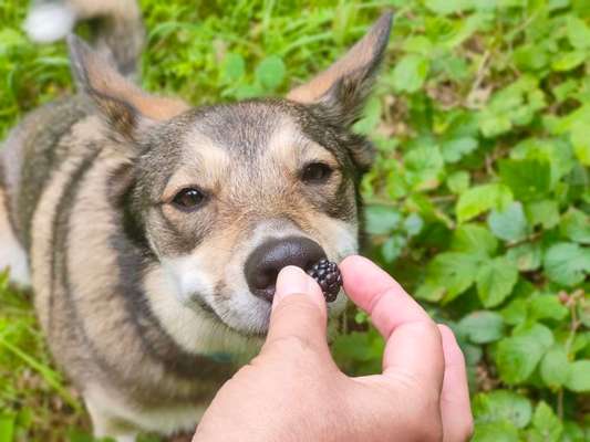 63. Handyfotochallenge   * Nase dran ! *-Beitrag-Bild