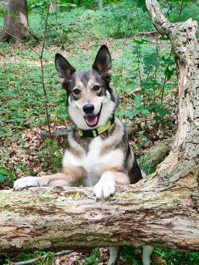 Foto -Challenge  Thema : Dein Hund Im Wald-Beitrag-Bild