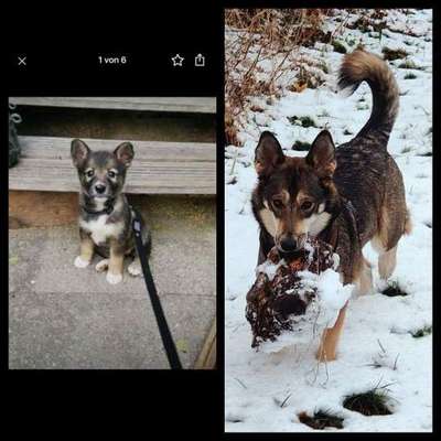 Fotosammlung: ,,Der natürliche Hund" Unbearbeitet, ungestellt und in Natura-Beitrag-Bild