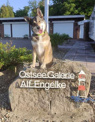 Handy Foto Challenge Nr 48: Hund und Kunst-Beitrag-Bild