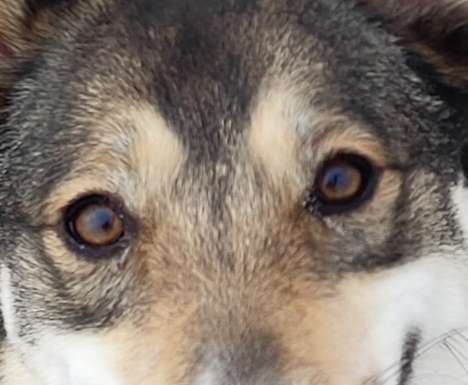 Die Augen Deines Hundes-Beitrag-Bild