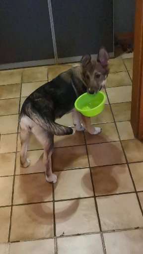 Dogorama Photo Challenge - Rund-Beitrag-Bild