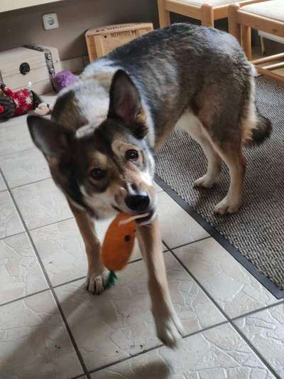 Dogorama Photo Challenge - Fail/Outtakes-Beitrag-Bild