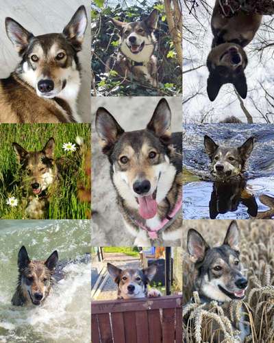 Hunde Porträt (Portrait) Galerie....-Beitrag-Bild