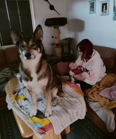 Dogorama Photo Challenge- Aufmerksamkeit bitte!-Beitrag-Bild