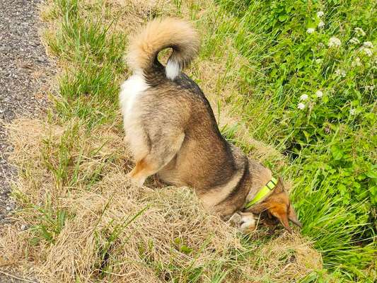 Fotosammlung: ,,Der natürliche Hund" Unbearbeitet, ungestellt und in Natura-Beitrag-Bild