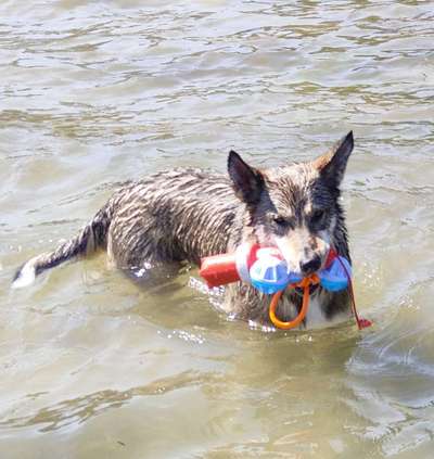 Fotowettbewerb: Wasserratte-Beitrag-Bild