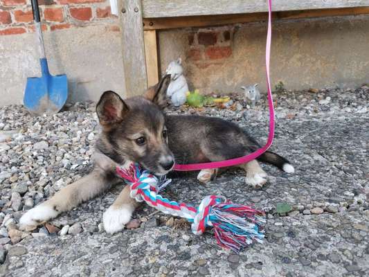 Pomsky-Beitrag-Bild