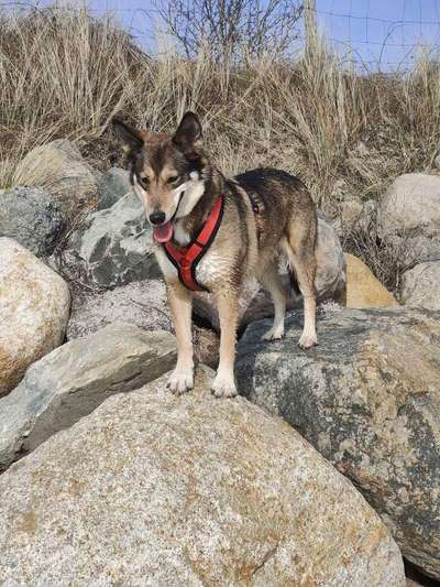 Zeigt mir eure Schäferhund Mischlinge :-)-Beitrag-Bild