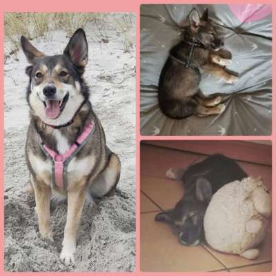 Vom Welpen zum Hund-Beitrag-Bild