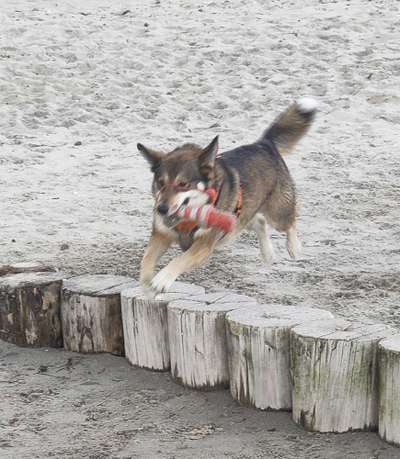 61. Handyfotochallenge - der springende Hund-Beitrag-Bild