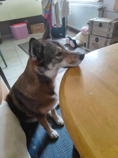 35.Collagen Challenge:„Bettelblick"-Beitrag-Bild