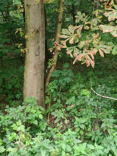 Dogorama Photo Challenge - Versteckspiel-Beitrag-Bild