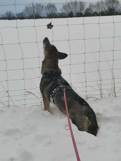 Dogorama Photo Challenge- Der Nase nach-Beitrag-Bild