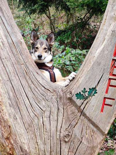 34. Collagen Challenge: "Crazy dogs"-Beitrag-Bild