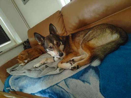 Foto-Challenge: Der schmollende Hund-Beitrag-Bild