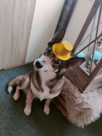 Dogorama Photo Challenge - Festliches Accessoires-Beitrag-Bild