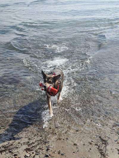 41. Handy Fotochallenge - Euer gemeinsames Hobby-Beitrag-Bild