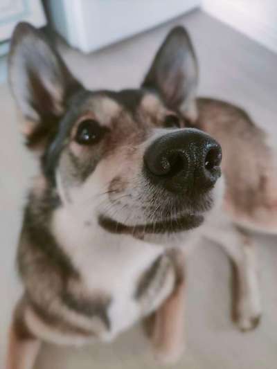 42. Handy Fotochallenge - Den richtigen Riecher haben-Beitrag-Bild