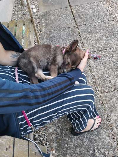 Welpen Bilder !-Beitrag-Bild