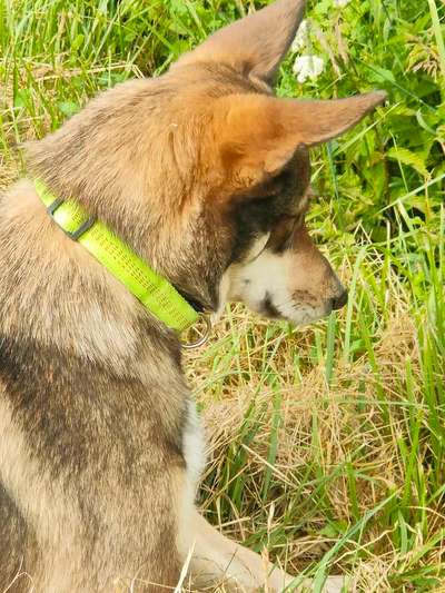 Fotosammlung: ,,Der natürliche Hund" Unbearbeitet, ungestellt und in Natura-Beitrag-Bild