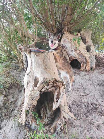 28. Farben Foto Challenge * BEIGE *-Beitrag-Bild