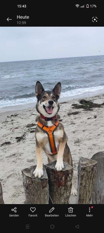 Schäferhund-Beitrag-Bild