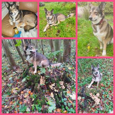 59. Foto-Collagen- Challenge: Pilze-Beitrag-Bild