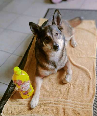 9.Farben-Fotochallenge            Gelb-Beitrag-Bild