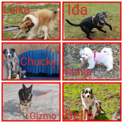 40.Collagen Challenge - Hundefreunde-Beitrag-Bild