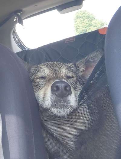 Foto Challenge Thema "Hunde im Auto"-Beitrag-Bild