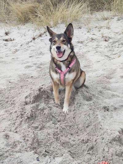 Welchen Hund hast du?-Beitrag-Bild