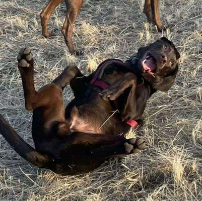 Fotosammlung: ,,Der natürliche Hund" Unbearbeitet, ungestellt und in Natura-Beitrag-Bild
