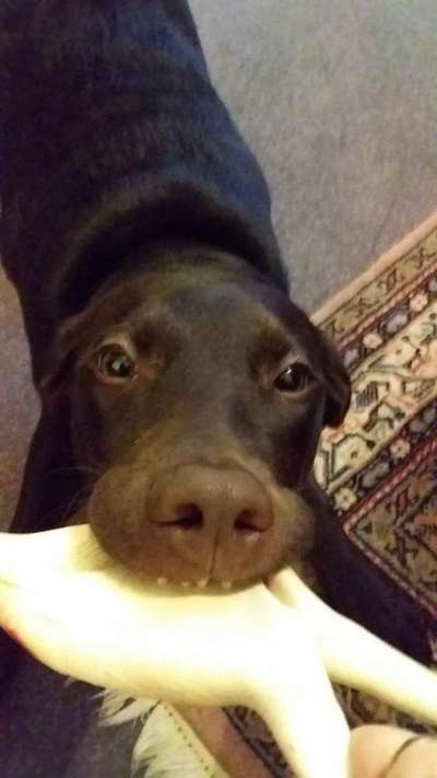 Fotosammlung: ,,Der natürliche Hund" Unbearbeitet, ungestellt und in Natura-Beitrag-Bild