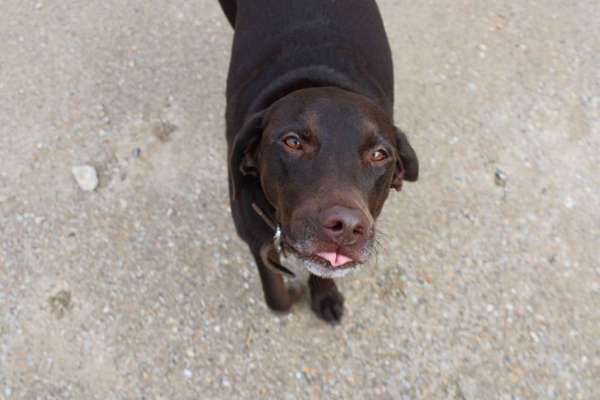 Fotosammlung: ,,Der natürliche Hund" Unbearbeitet, ungestellt und in Natura-Beitrag-Bild