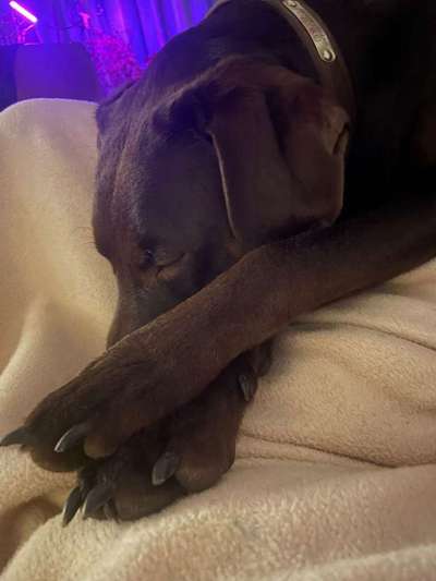 Fotosammlung: ,,Der natürliche Hund" Unbearbeitet, ungestellt und in Natura-Beitrag-Bild