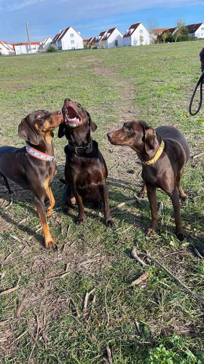 Fotosammlung: ,,Der natürliche Hund" Unbearbeitet, ungestellt und in Natura-Beitrag-Bild