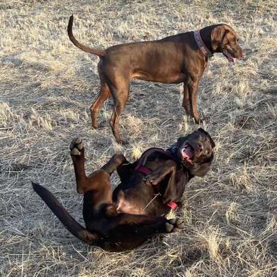 Hundetreffen-Hundetreffen auf großer Wildfläche-Bild