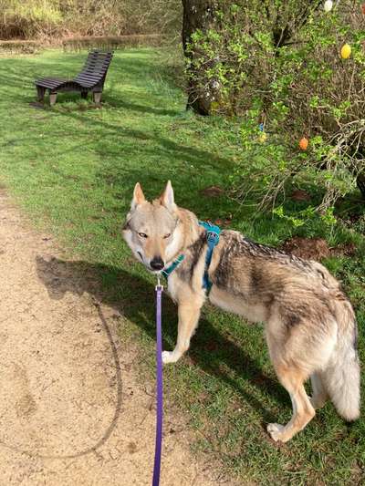 Hundegeschirr für Welpen-Beitrag-Bild