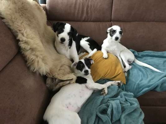 Wo sind die Jack und Parson Russell Terrier?-Beitrag-Bild