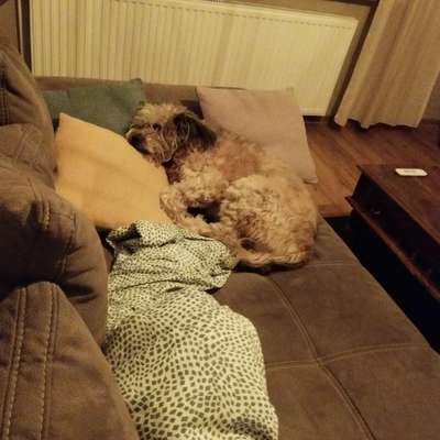 Fotosammlung: ,,Der natürliche Hund" Unbearbeitet, ungestellt und in Natura-Beitrag-Bild